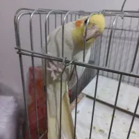 جفت عروس هلندی