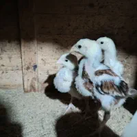 جوجه لاری یک ماه