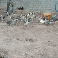 جوجه قاز وقاز محلی