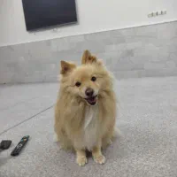 سگ پامر روباهی