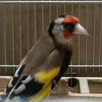 اسهره سرسیاه و کرمونی