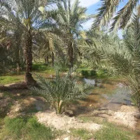 باغ وزمین لب اتوبان دالکی برازجان|فروش زمین و ملک کلنگی|برازجان, |دیوار