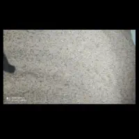 برنج محلی فجر