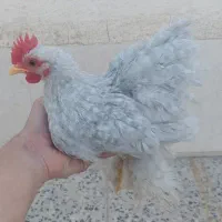 مرغو خروس کوشین|حیوانات مزرعه|اصفهان, برزان|دیوار