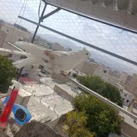 کبوتر دوکت هما کاکولی