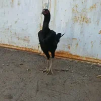 ۳ عدد لاری عتیقه|حیوانات مزرعه|مشهد, کوشش|دیوار