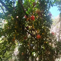 انار دونه مشکی|خوردنی و آشامیدنی|گلباف, |دیوار