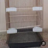 پرنده پیدا شده