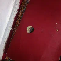 پشتی دست باف|پشتی|تایباد, |دیوار