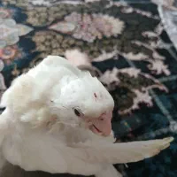 جوجه عروس هلندی آلبینو چشم شرابی