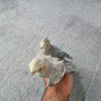 عروس هلندی