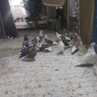 کفتر