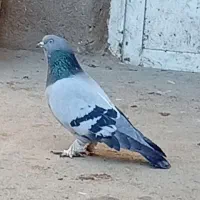 کبوتر ترکیه.