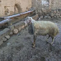 قوچ|حیوانات مزرعه|خوانسار, |دیوار