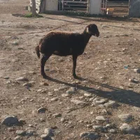 بره|حیوانات مزرعه|سیمین شهر, |دیوار