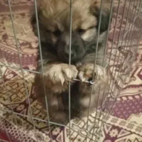 پاکوتاه پشمالو