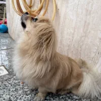 پیکینز اشپیتز|سگ|اردبیل, |دیوار