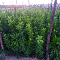 انواع نخل مجول پیارم برحی|خدمات باغبانی و درختکاری|بندرعباس, |دیوار