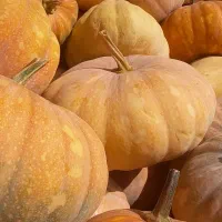 کدو حلوایی یا انجیری