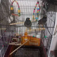 پرنده سخنگومینا کوتوله