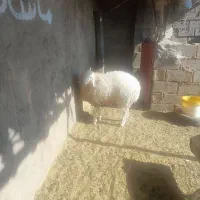 بره نرقوچی عروسک