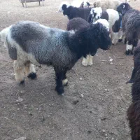 گوسفند داشتی