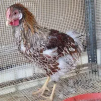 ویاندوت بلورد