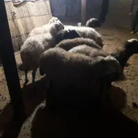 میش جوان|حیوانات مزرعه|سیلاخور, |دیوار