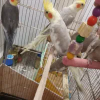 عروس هلندی|پرنده|مشهد, توس (بلوار توس)|دیوار