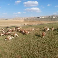 بوقلمون و قناری ماده آماده