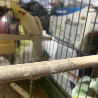 خانواده عروس هلندی|پرنده|کامیاران, |دیوار