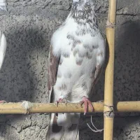 کبوتر نر پروازی|پرنده|املش, |دیوار