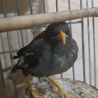 مینا|پرنده|ری, منصوریه منگل|دیوار