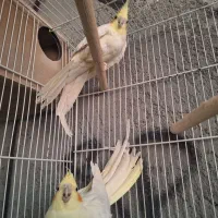 معاوضه عروس هلندی