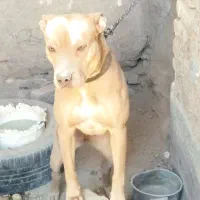 سگ پیتبول ماده