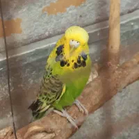 جفت مرغ عشق انگلیسی