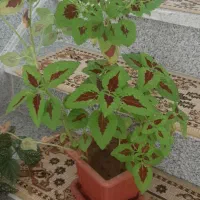 گل های تزئینی برای خانه|گل و گیاه طبیعی|سقز, |دیوار