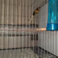 قناری نر وماده