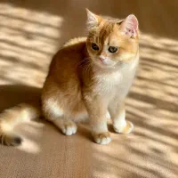 گربه بریتیش / نر / گلد ny12