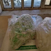 سلام تولبی قیلون کیلو 150000هزارتوان