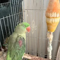 شاه طوطی اسکندر