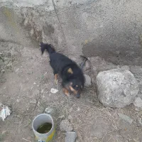 سگ پاکوتاه شکاری