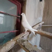 کفتر|پرنده|معصومیه, |دیوار