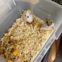 فروش همستر رو روسکی|موش و خرگوش|محمدشهر, شهرک چمران|دیوار