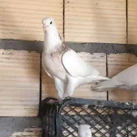 کبوتر طوقی زاغ