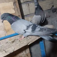 سبز