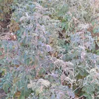 چاه اجاره ای