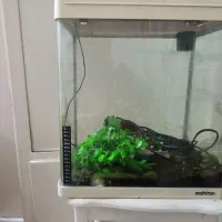 اکواریوم تمیز. ماهیران|ماهی|اصفهان, شیخ طوسی|دیوار