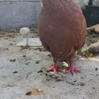 کبوتر سرور