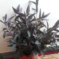 سرکه سیب|کلکسیون و سرگرمی|الشتر, |دیوار